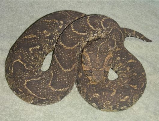 Snake Carpet Viper